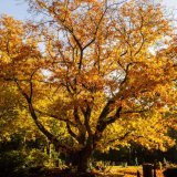 L'automne commence lundi du point de vue astronomique (image symbolique). KEYSTONE/DPA/SINA SCHULDT